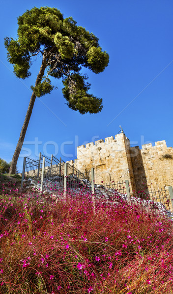 Roze bloemen stad muren poort Jeruzalem Stockfoto © billperry