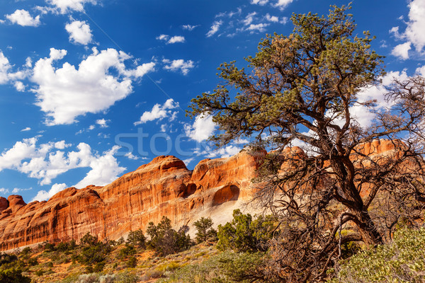 Stockfoto: Tunnel · boog · rock · canyon · pijnboom · tuin