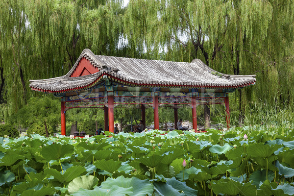 Rot Lotus Garten Tempel Sonne Stadt Stock foto © billperry