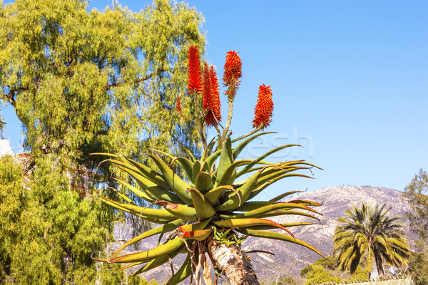 Giant Tree Aloe Barberae Mission Santa Barbara California  Stock photo © billperry