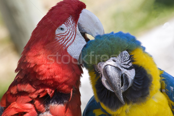 Grooming Green Wing Macaw Blue Gold Macaw Stock photo © billperry