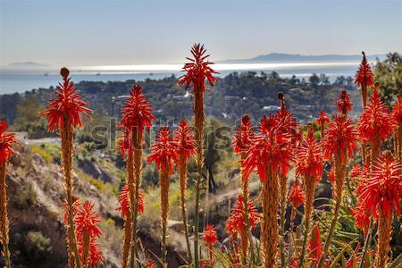 Orange Aloe Cactus Morning Pacific Ocean Landscape Channel Islan Stock photo © billperry