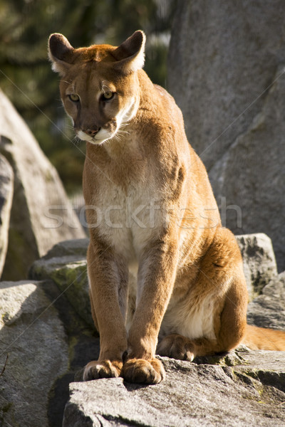 Mountain lion puma patrząc zdobycz hunter zawsze Zdjęcia stock © billperry