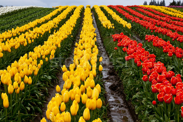 Red Yellow Tulip Hills Flowers Skagit Valley Washington State Stock photo © billperry