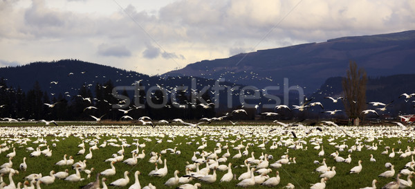 Snow Geese Farmer's Field Flying Away Stock photo © billperry