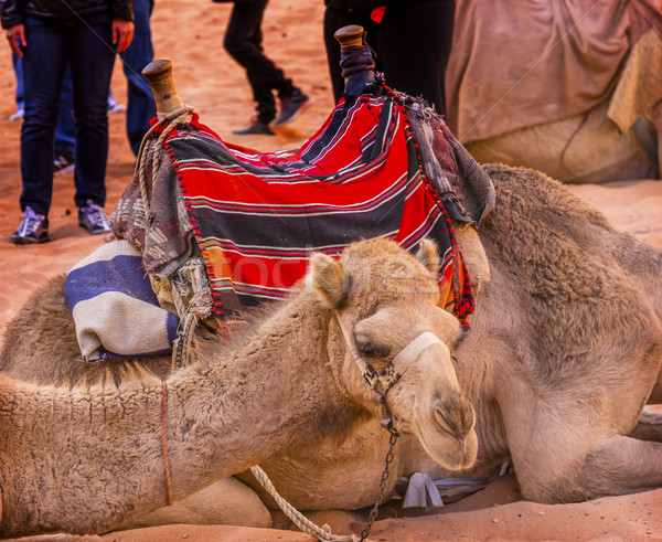 Kamele Tal Mond rum Stelle Stock foto © billperry
