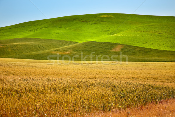 Jaune vert blé champs Washington Photo stock © billperry
