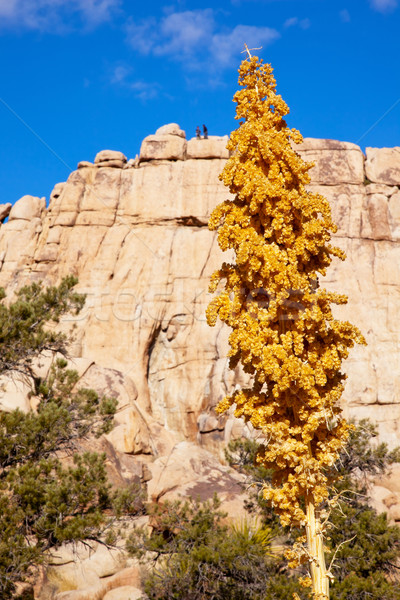 Yellow Nolina Beargrass Blossums Hidden Valley Mojave Desert Jos Stock photo © billperry