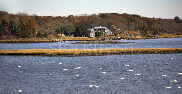 Zăpadă gaste Massachusetts râu peisaj copaci Imagine de stoc © billperry