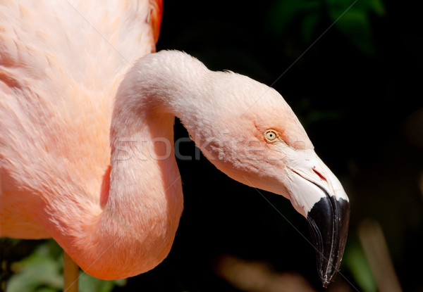 Pink Chilean Flamingo Looking for Food Stock photo © billperry