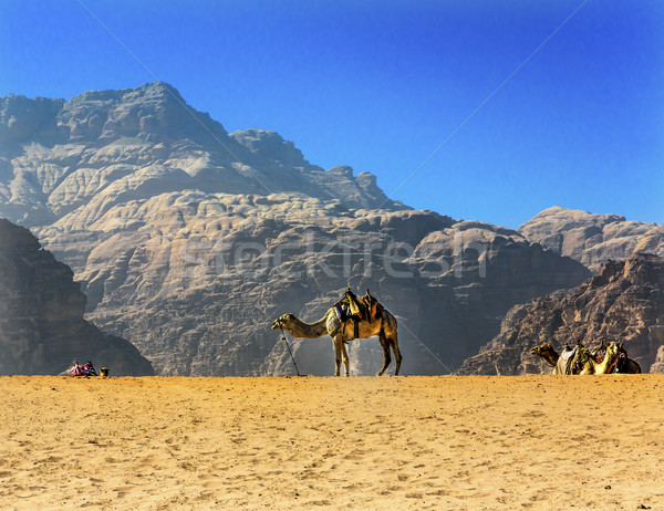 Stock photo: Yellow Sand Dune Camel Valley of Moon Wadi Rum Jordan