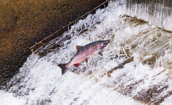 Chinook Coho Salmon Jumping Issaquah Hatchery Washington State Stock photo © billperry