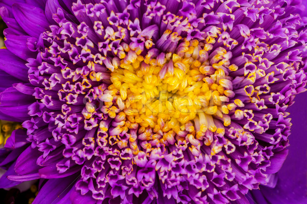 Purple Yellow Aster Blooming  Stock photo © billperry
