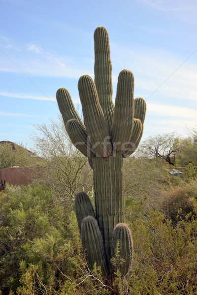 Kaktusz sivatag botanikus kert Phoenix Arizona park Stock fotó © billperry