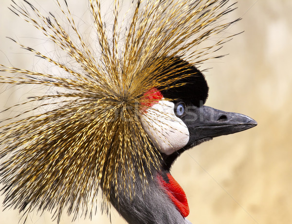 Macara pasăre roşu Africa negru Imagine de stoc © billperry