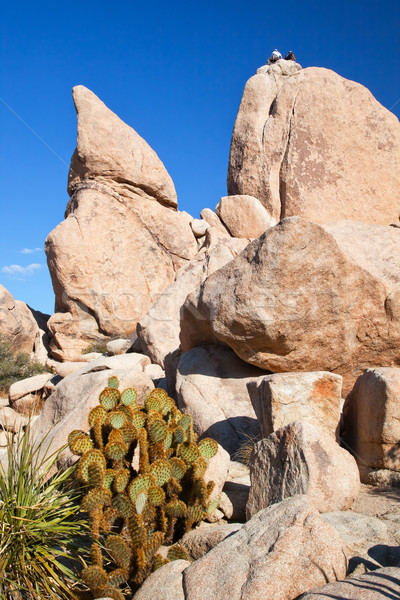 Rock Climb Hidden Valley Joshua Tree National Park California Stock photo © billperry