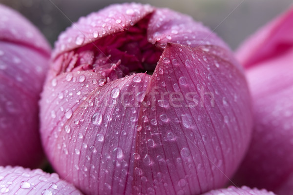 Pink Lotus Blossoum Closed Hong Kong Flower Market Stock photo © billperry
