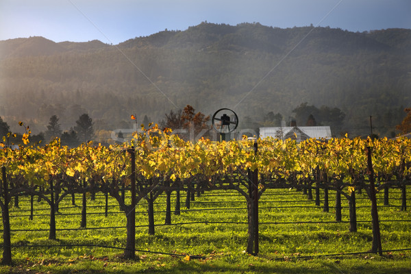 Fall Wine Vines Yellow Leaves Vineyards Fog Tree Napa California Stock photo © billperry
