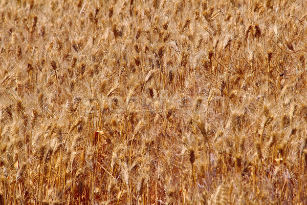 Ripe Wheat Field Palouse Washington State Stock photo © billperry