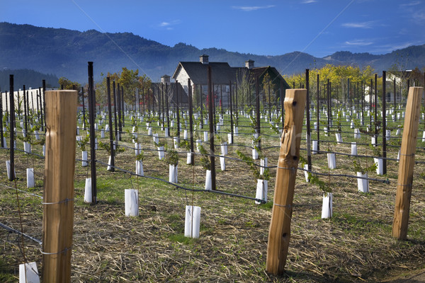 Winery New Vineyards  Napa California Stock photo © billperry