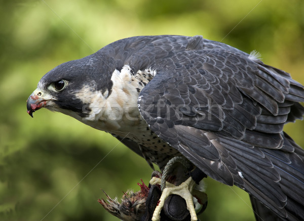 Falcon canard faucon manger oeil ailes Photo stock © billperry