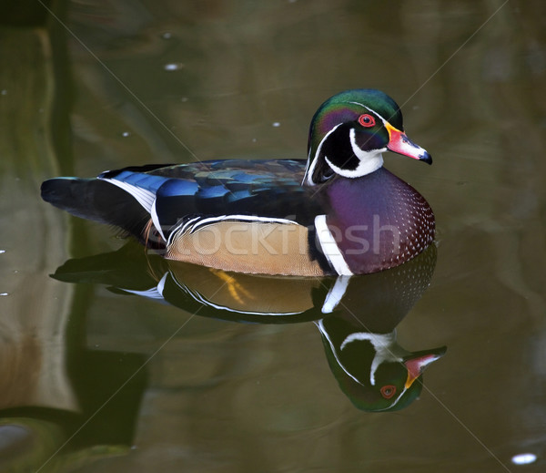 Carolina Wood Duck with Reflection Stock photo © billperry