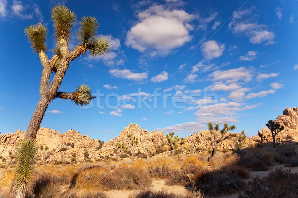 Yucca  Brevifolia Mojave Desert Joshua Tree National Park Califo Stock photo © billperry