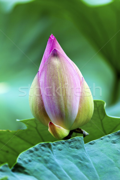 Stok fotoğraf: Pembe · lotus · tomurcuk · Pekin · Çin