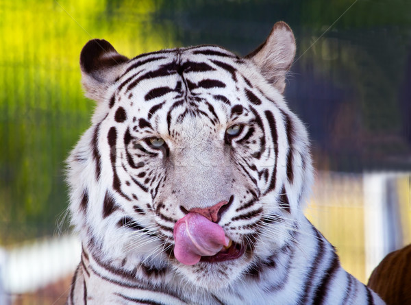 皇族 白 孟加拉 虎 鼻子 舌頭 商業照片 © billperry