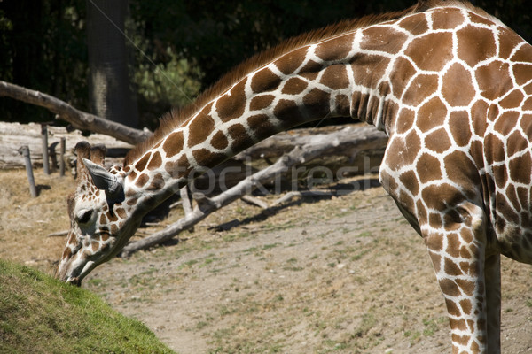 Reticulated Giraffe Eating Grass Stock photo © billperry