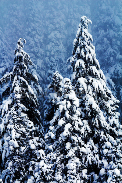 Snow Covered Evergreen Trees Abstract at Snoqualme Pass Washingt Stock photo © billperry