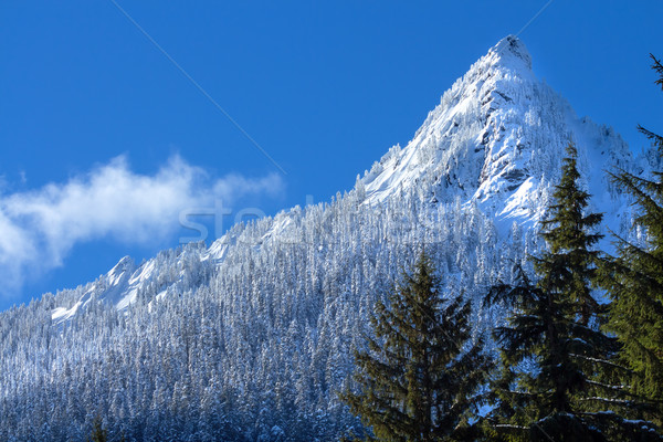 McClellan Butte Snowy Trees Snow Mountain Peak, Snoqualme Pass W Stock photo © billperry