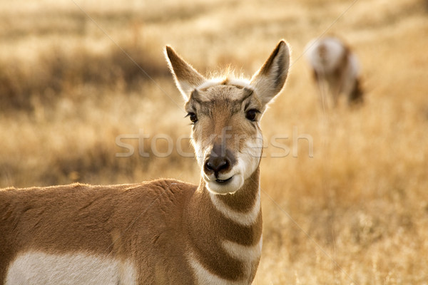 Pronghorn Antelope Grazing and Looking National Bison Range Char Stock photo © billperry