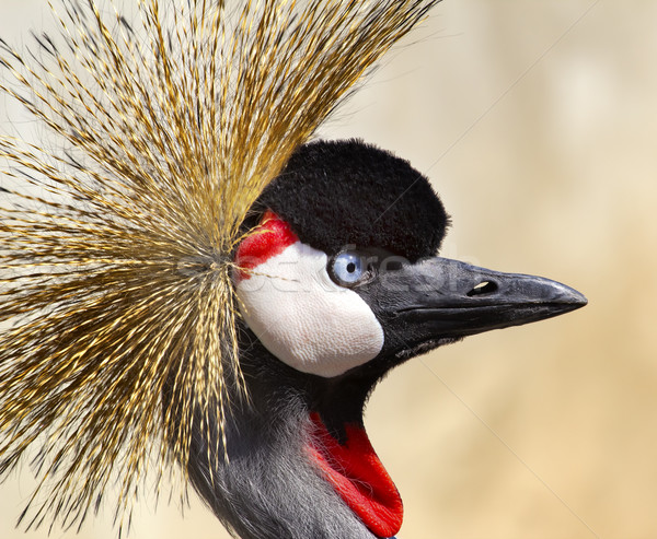 Déli állvány madár piros Afrika fekete Stock fotó © billperry