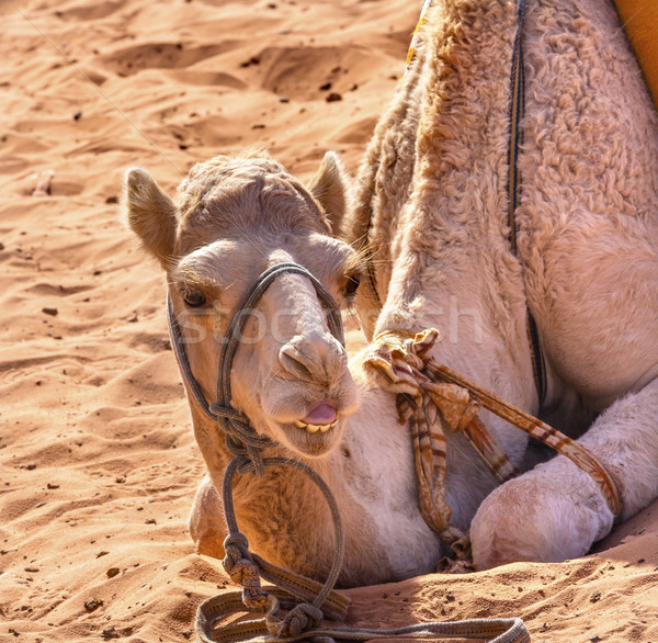Camelo vale lua rum lugar Foto stock © billperry