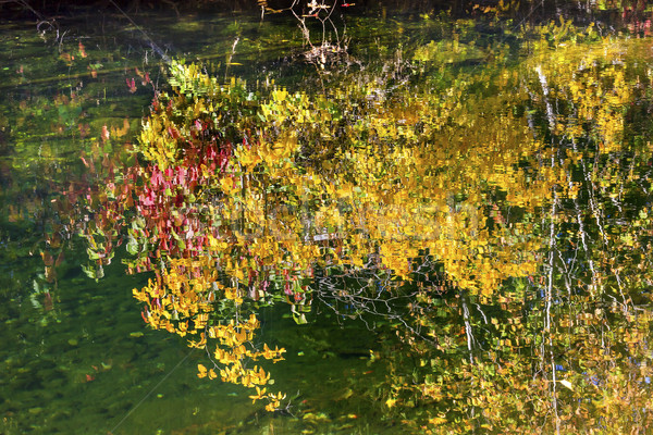 Foto stock: Amarelo · folhas · reflexão · rio · vale