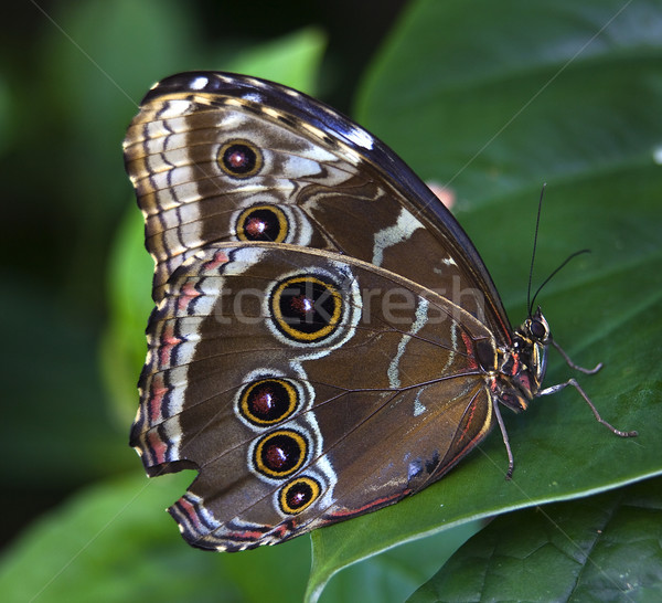 Blue Morpho Butterfly Stock photo © billperry
