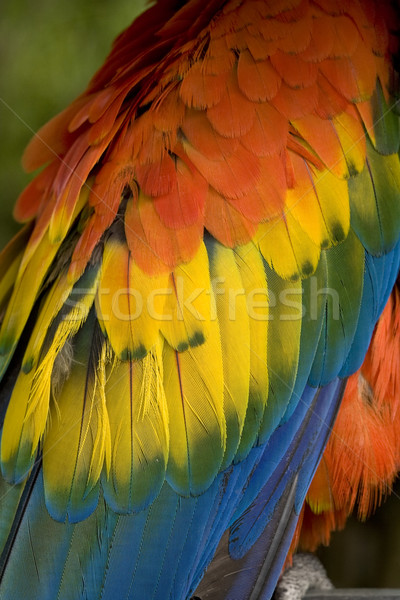 Scarlet Macaw Feathers Close Up Stock photo © billperry