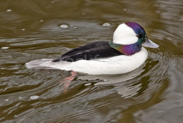 Black White Bufflehead Duck Stock photo © billperry