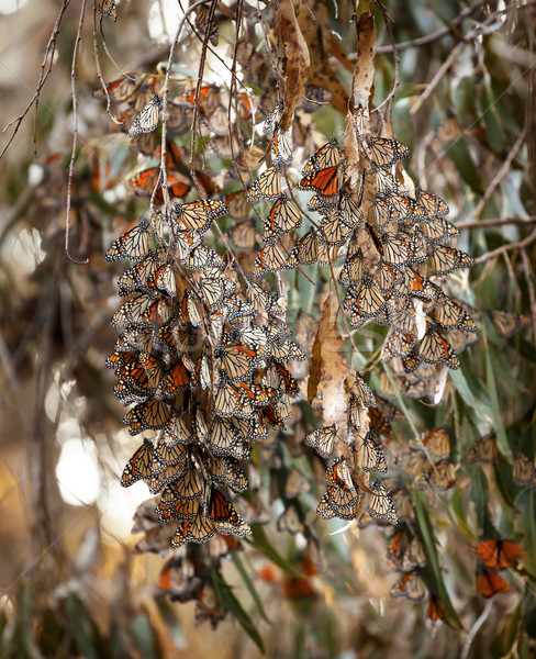 Monarch Butterflies Migration Eilwood Mesa  Grove Goleta Califor Stock photo © billperry