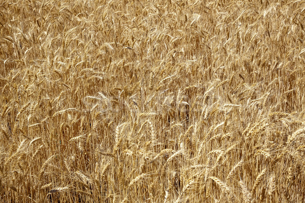 Ripe Wheat Field Palouse Washington State Stock photo © billperry