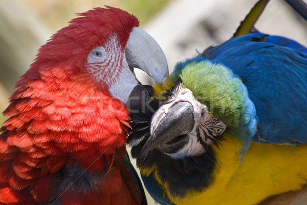 Grooming Green Wing Macaw Blue Gold Macaw Stock photo © billperry