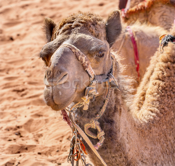Camel Valley of Moon Wadi Rum Jordan Stock photo © billperry