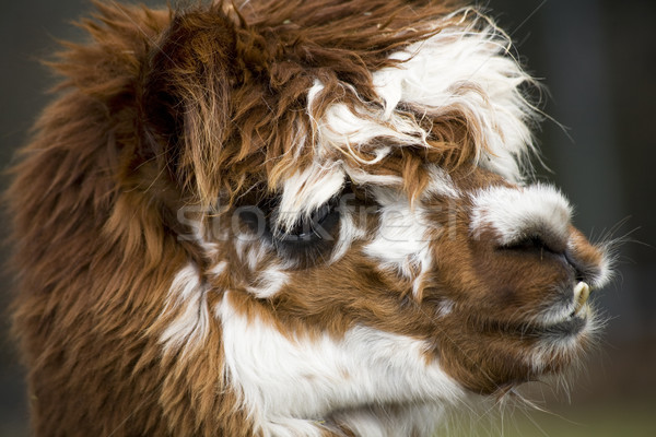 Alpaca faccia rosolare bianco Foto d'archivio © billperry