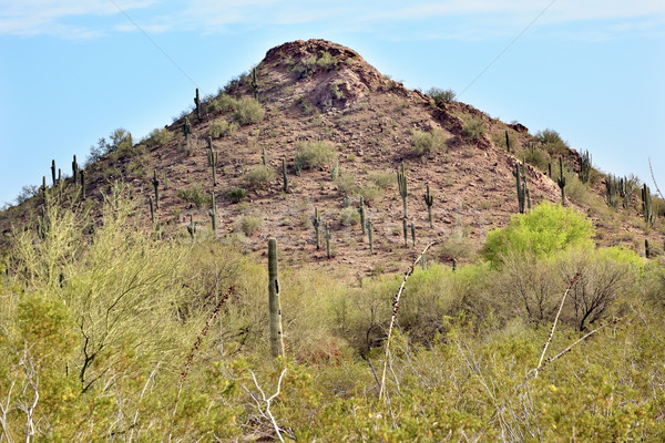 Kaktüs çöl anka kuşu Arizona park Stok fotoğraf © billperry