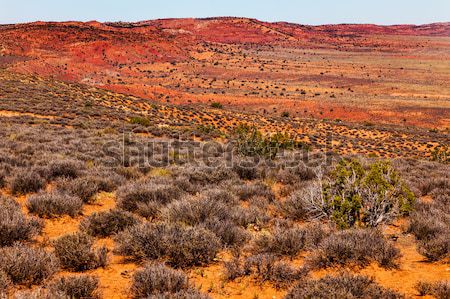 Painted Desert Yellow Grass Lands Orange Sandstone Red Fiery Fur Stock photo © billperry
