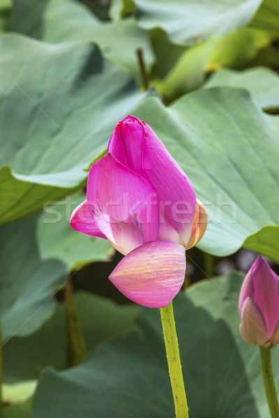 [[stock_photo]]: Rose · Lotus · bourgeon · Pékin · Chine