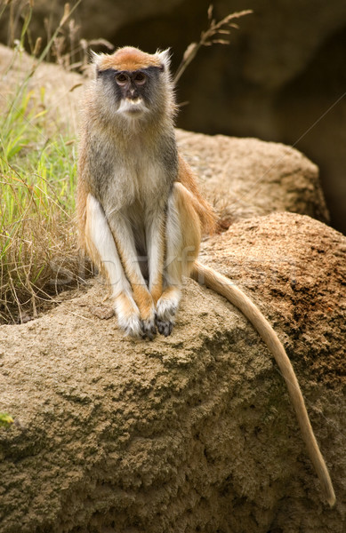 Patas Monkey Looking At You Stock photo © billperry