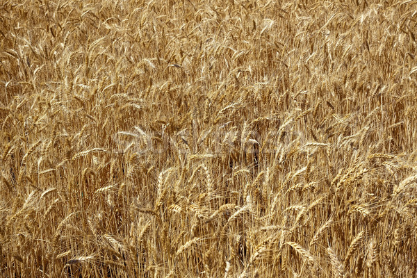 Ripe Wheat Field Palouse Washington State Stock photo © billperry