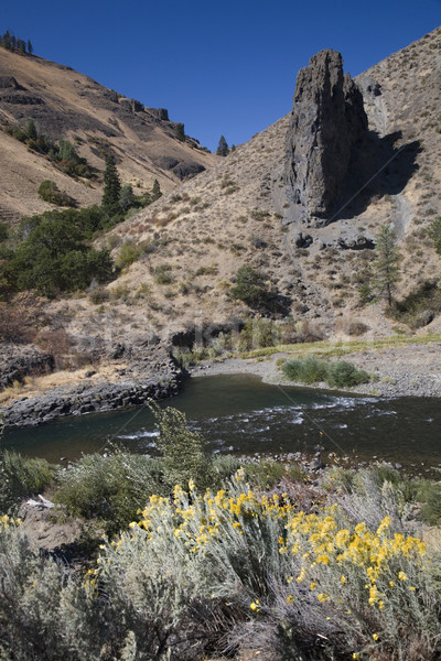 Yakima River with Yellow Flowers Stock photo © billperry